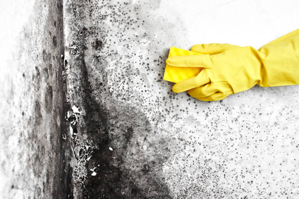 Best Black Mold Removal  in Robesonia, PA
